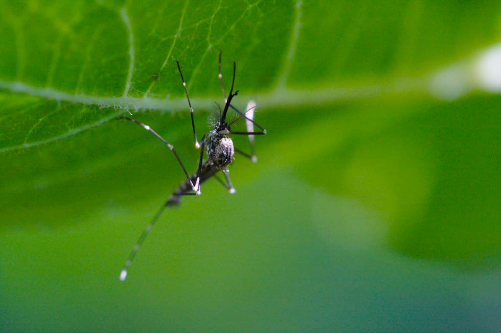 Mosquito en primer plano sobre una hoja